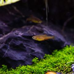 Galaxy Rasbora (Gök İncisi Danio) Celestichthys Margaritatus (3adet)