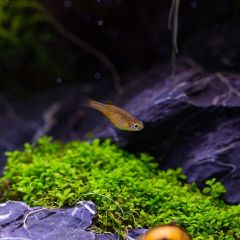 Galaxy Rasbora (Gök İncisi Danio) Celestichthys Margaritatus (3adet)