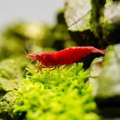 Kırmızı Sakura Karides 10'lu Paket