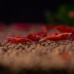 Kırmızı Sakura Karides 10'lu Paket