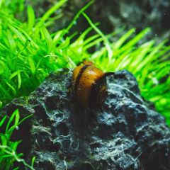 Boynuzlu Nerite Salyangozu 3'lü Paket