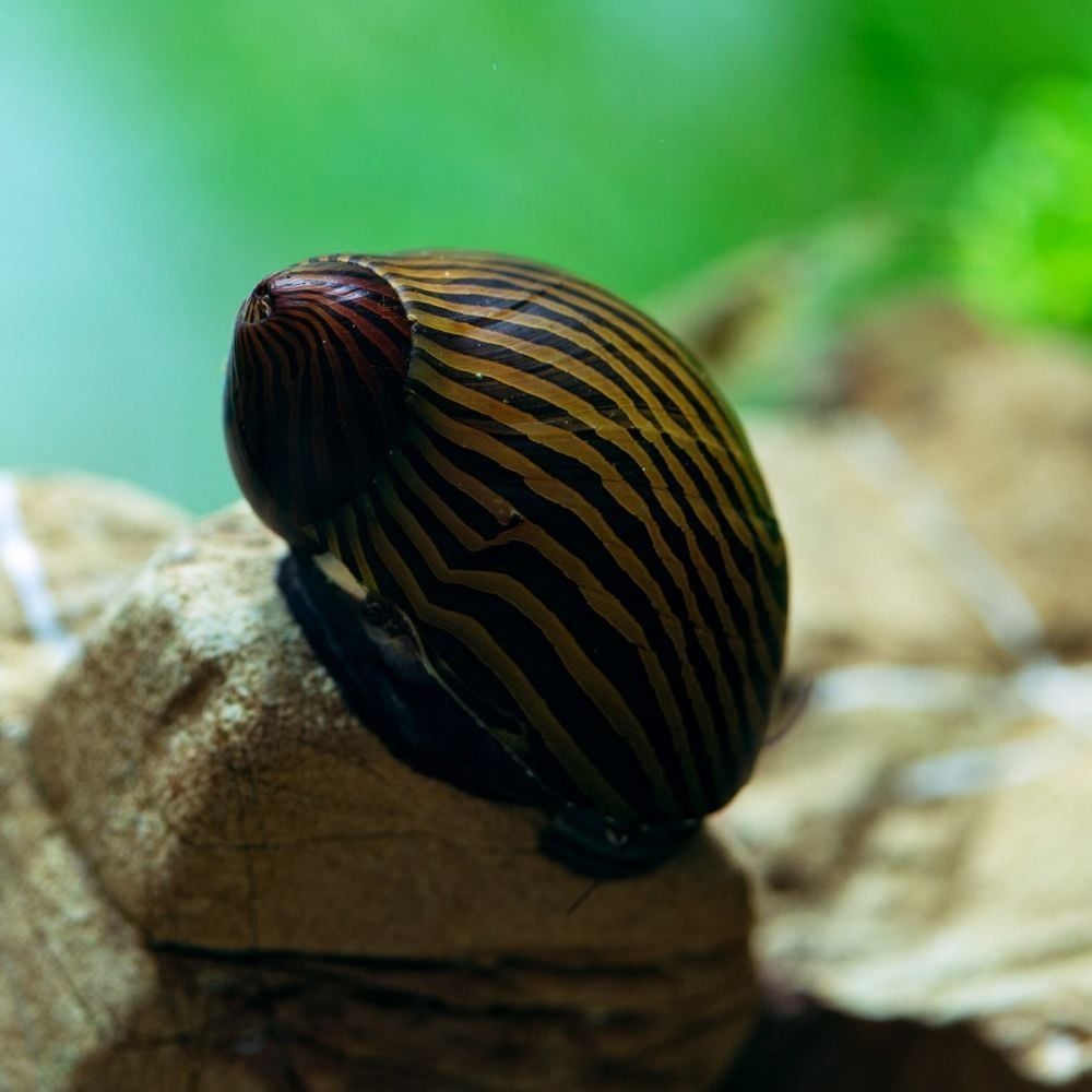 Zebra Nerite Salyangozu (Neritina natalensis sp. Zebra)