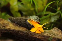 Tavşan Salyangoz -Sulawesi Salyangoz- (Tylomelania sp)