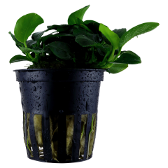 Anubias Bakteri Var Nana 'Petite'  5-6 Yaprak