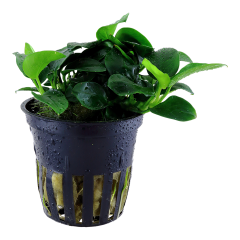 Anubias Bakteri Var Nana 'Petite'  5-6 Yaprak