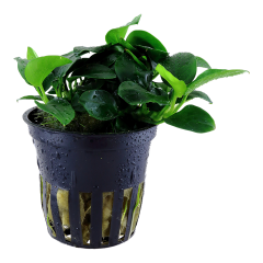 Anubias Bakteri Var Nana 'Petite'  5-6 Yaprak