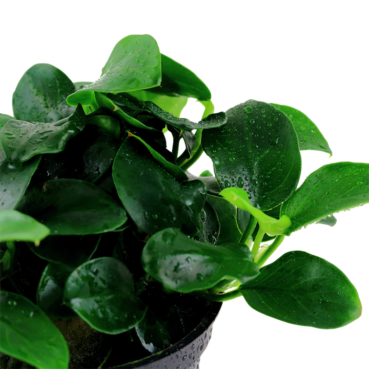Anubias Bakteri Var Nana 'Petite'  5-6 Yaprak