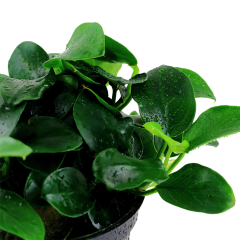 Anubias Bakteri Var Nana 'Petite'  5-6 Yaprak