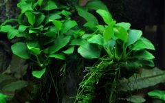 Anubias Bakteri Var Nana 'Petite'  5-6 Yaprak