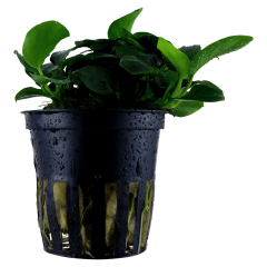 Anubias Bakteri Var Nana 'Petite'  Saksı