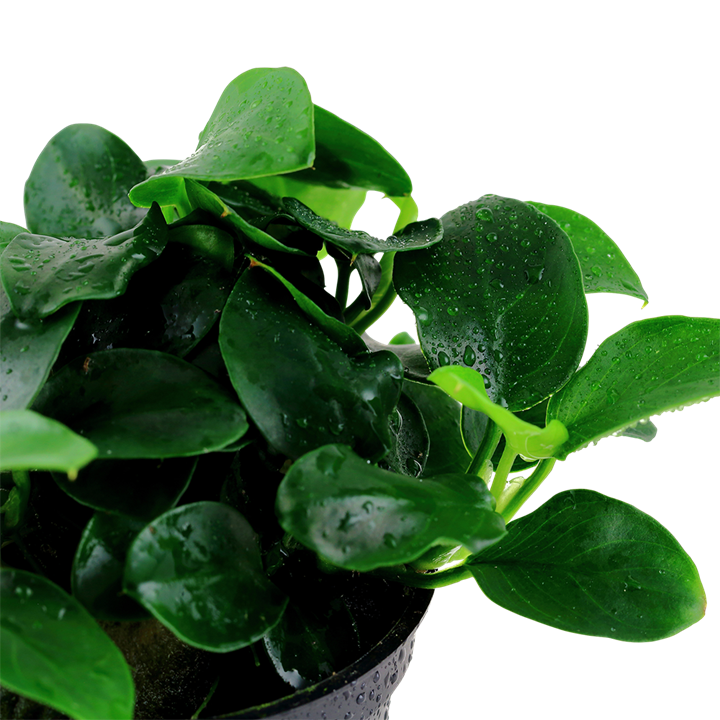 Anubias Bakteri Var Nana 'Petite'  Saksı