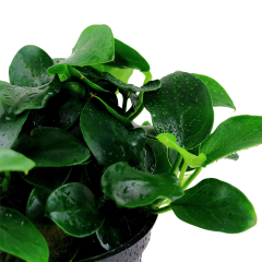 Anubias Bakteri Var Nana 'Petite'  Saksı