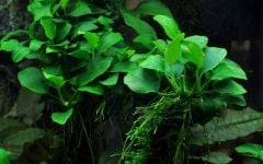 Anubias Bakteri Var Nana 'Petite'  Saksı
