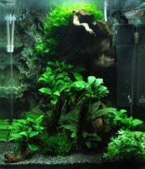 Anubias Bakteri Var Nana 'Petite'  Saksı