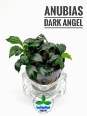 Anubias Barteri Dark Angel -Saksı