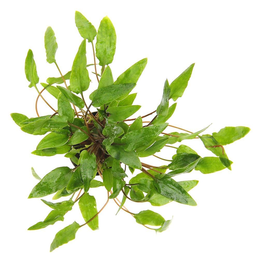 Cryptocoryn Wendtii Green -Saksı
