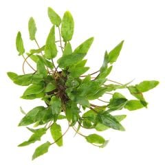 Cryptocoryn Wendtii Green -Saksı