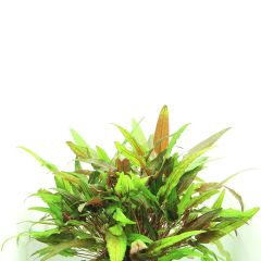 Cryptocoryn Wendtii Green -Saksı