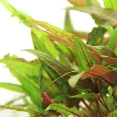 Cryptocoryn Wendtii Green -Saksı