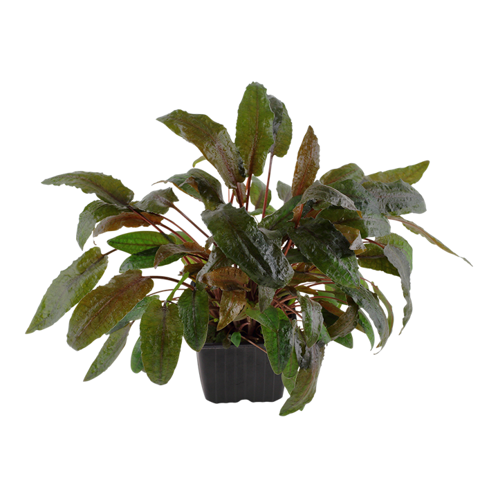 Cryptocoryn Wendtii Brown -Saksı