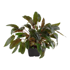Cryptocoryn Wendtii Brown -Saksı