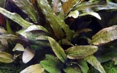 Cryptocoryn Wendtii Brown -Saksı