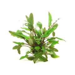 Cryptocoryn Beckettii -Saksı