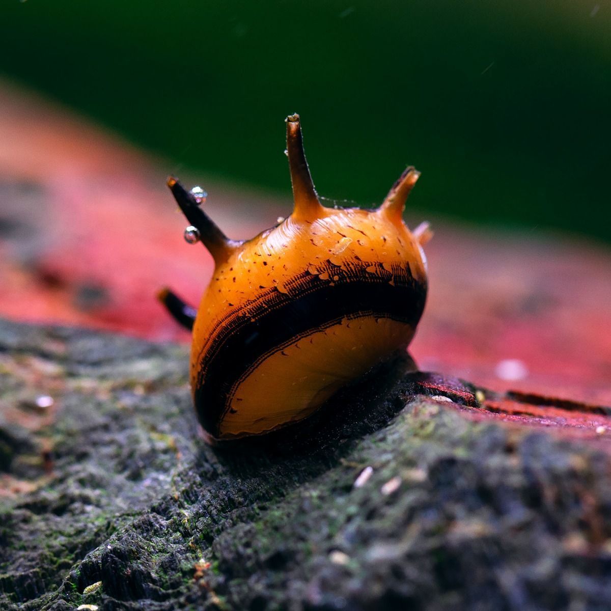 Boynuzlu Nerite Salyangozu 10'lu Paket Straforlu Gönderim