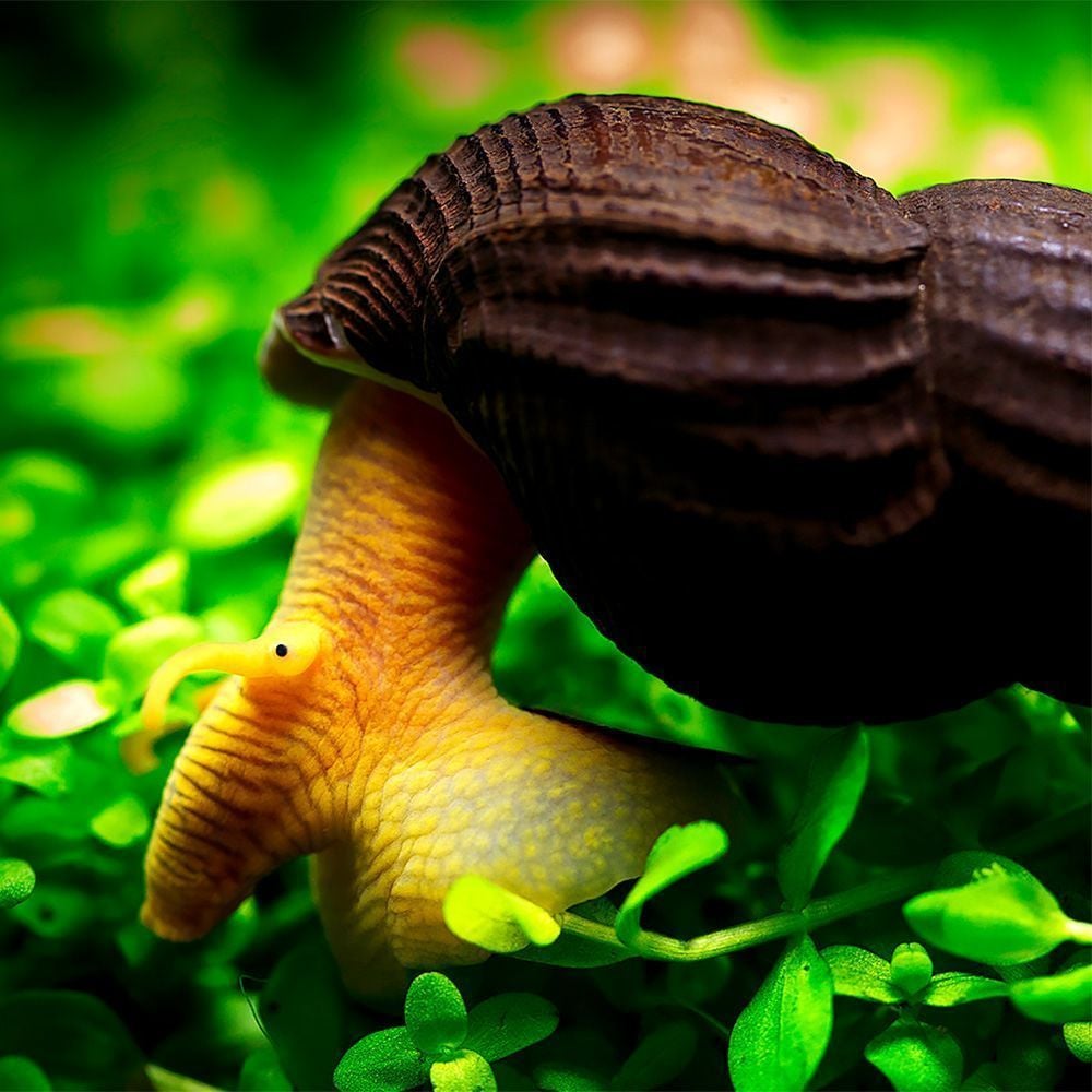 Turuncu Tavşan Salyangoz 5'li paket -Sulawesi Salyangoz- (Tylomelania sp)