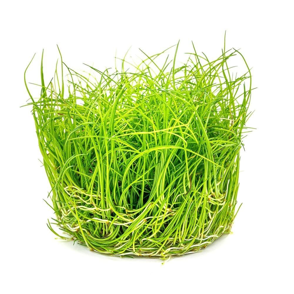 Eleocharis Parvula Mini